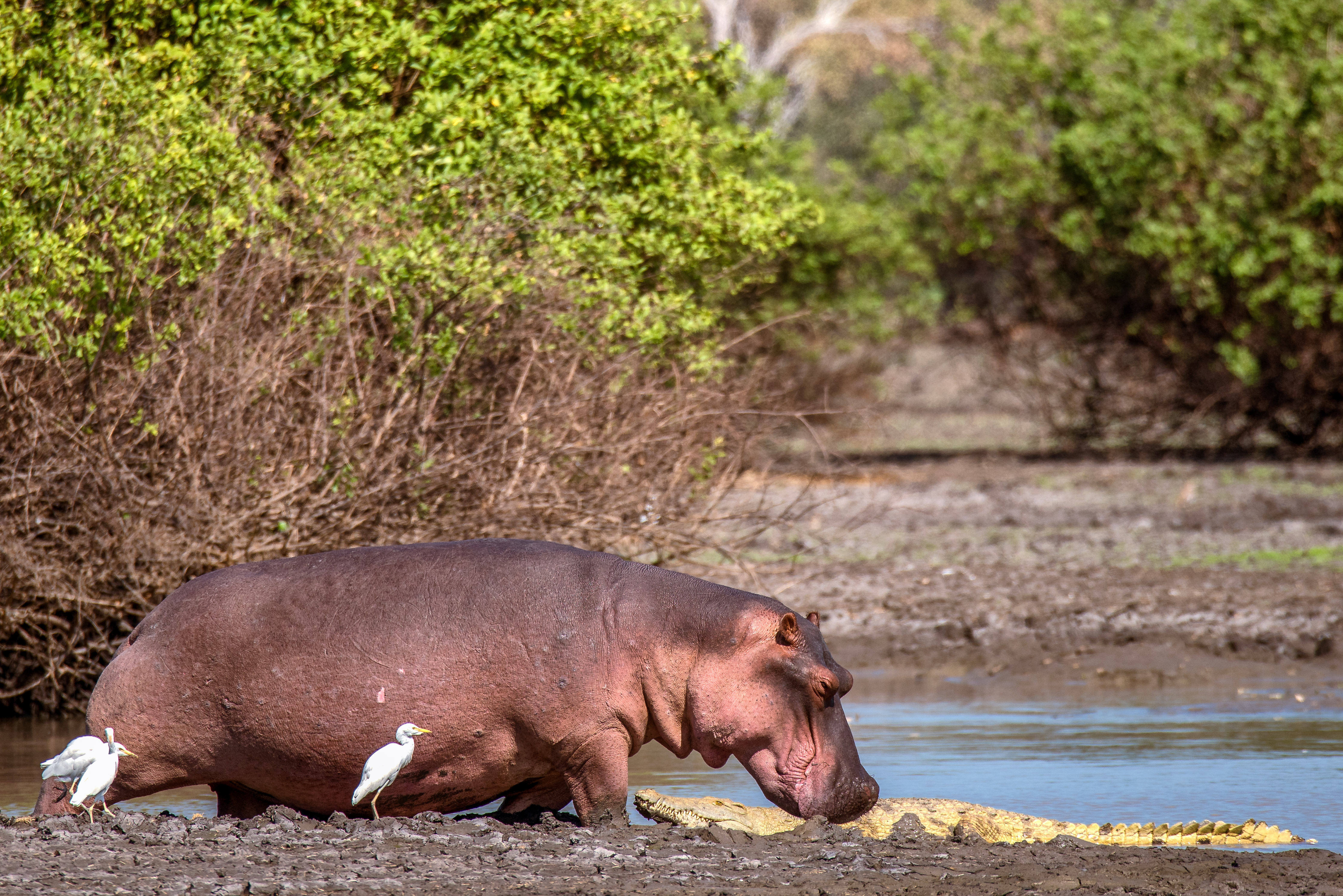 Why Visit Nyerere National Park In The Green Season?